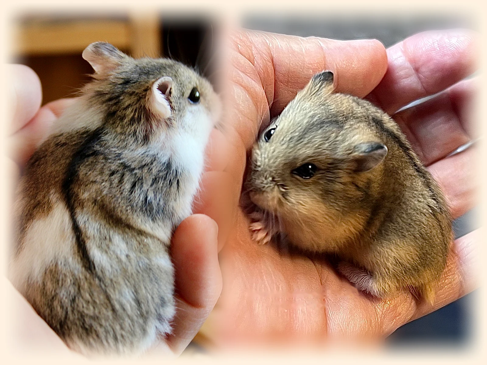 To agouti Campbell's dværghamstere, der sidder trygt i hånden