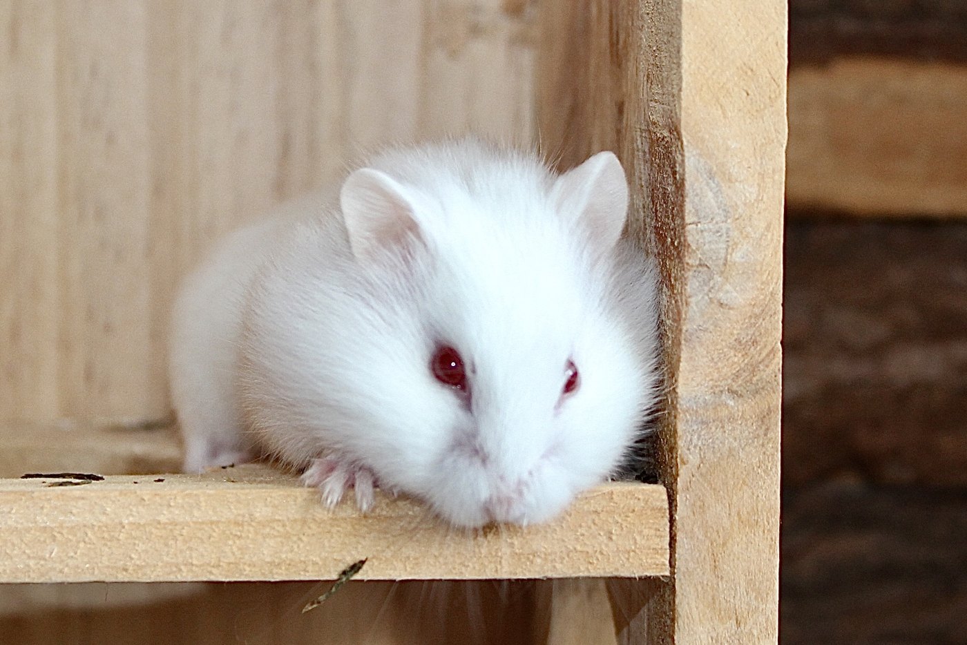 Den lille albino pige fra I-kuldet, der hviler hagen på træhylden