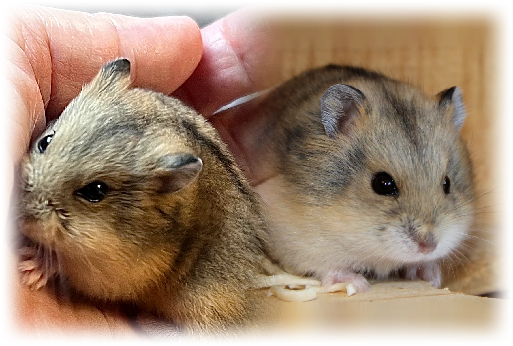 To Campbell's dværghamstere: en agouti unge i hånden og en voksen hamster