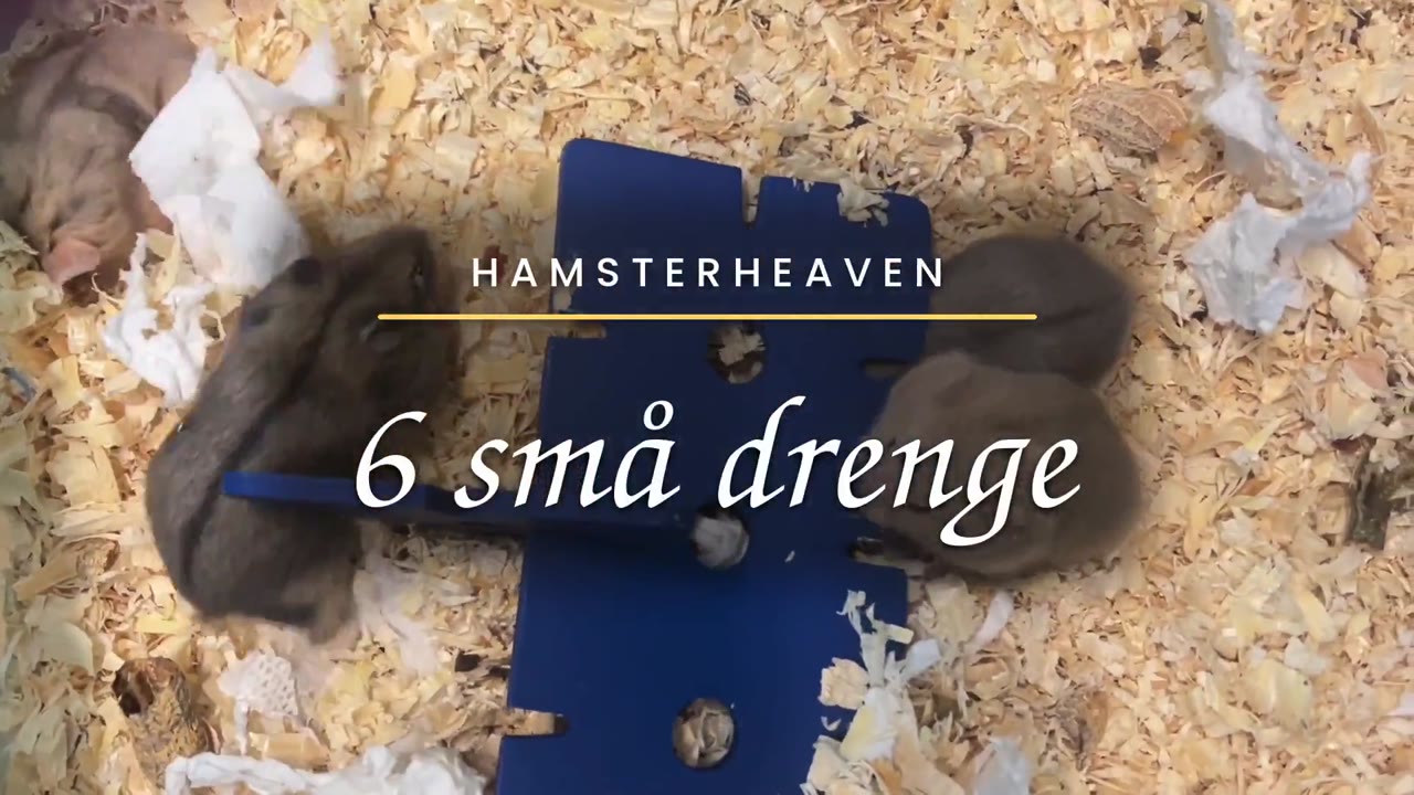 Seks små Campbell's drenge i savsmuld omkring et blåt legetøj, med teksten 6 små drenge