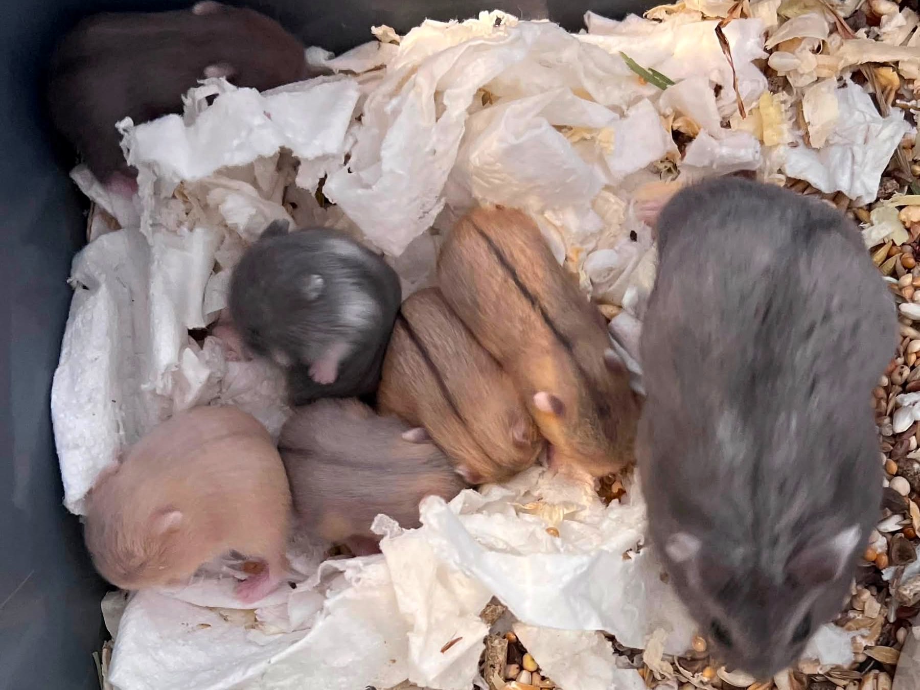 Campbell's unger med pels i mange forskellige farver, der ligger tæt sammen i reden med en voksen hamster ved siden af